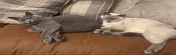 British Shorthair cats for sale: Rehoming Sisu  - Advert 4