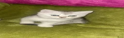 Scottish Fold cats for sale: BEAUTIFUL GIRLS LOOKING FOR FOREVER HOMES - Advert 14