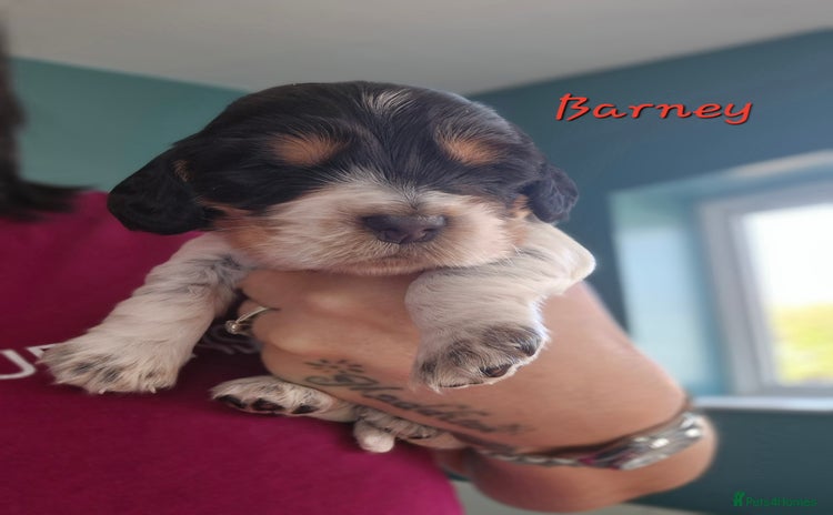 Cocker Spaniel dogs - Advert 9