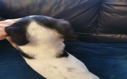 English Springer Spaniel dogs for sale: 9 Beautifully marked English Springer Spaniels  - Image 16