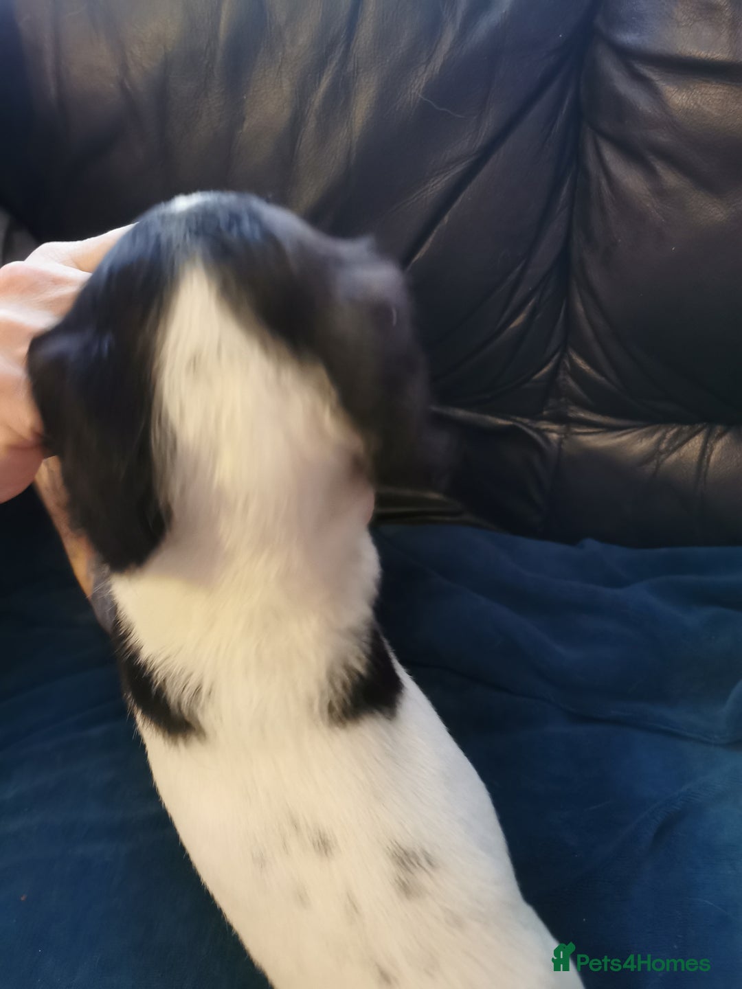English Springer Spaniel dogs for sale: 9 Beautifully marked English Springer Spaniels  - Image 16