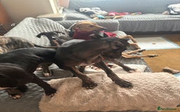 Mixed Breed dogs for sale: Saluki x lurcher/whippet puppies - Image 12