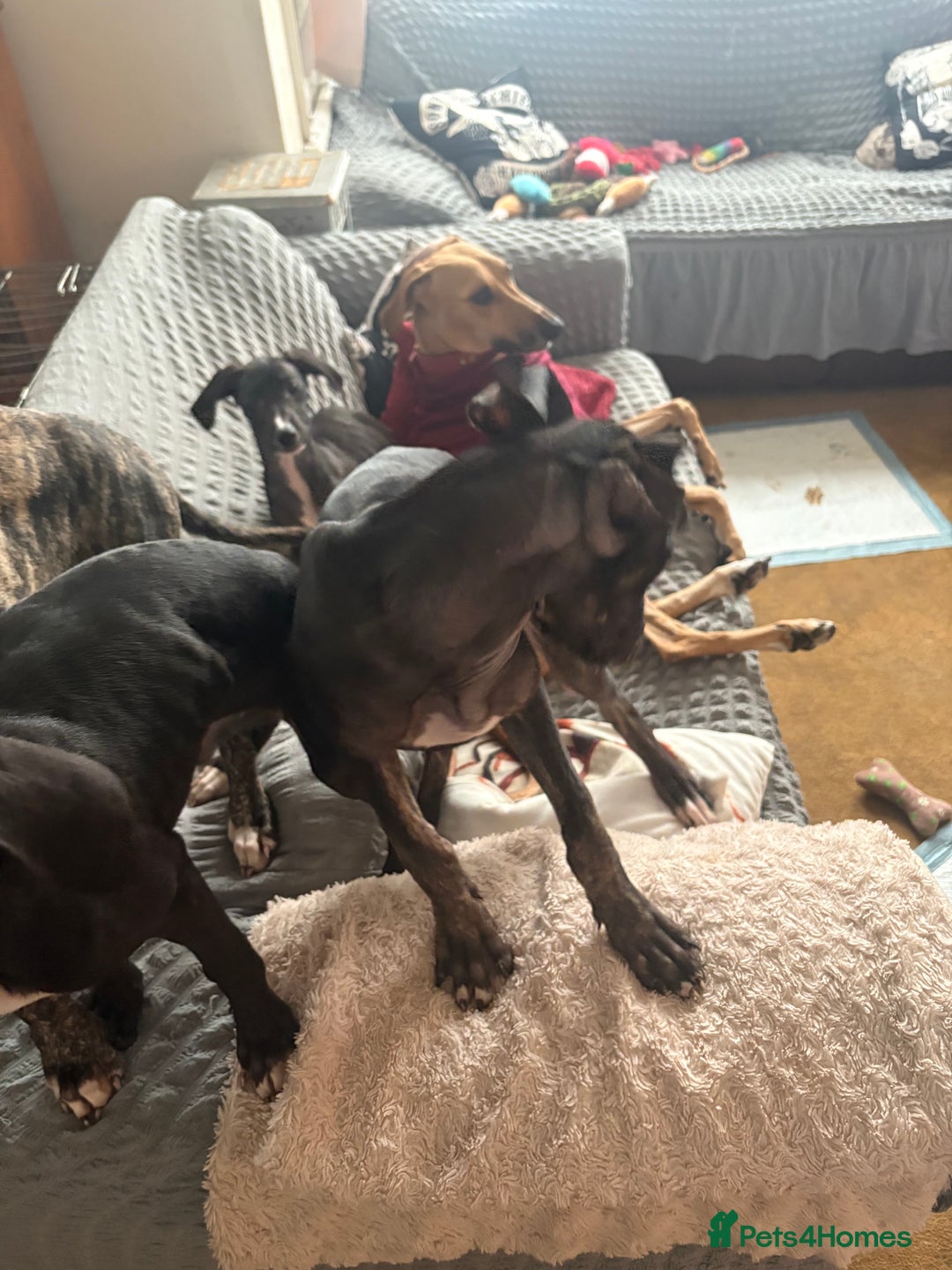 Mixed Breed dogs for sale: Saluki x lurcher/whippet puppies - Image 12