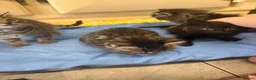 Mixed Breed cats for sale: Litter of 5 kittens looking for forever homes🐈‍⬛ in Strathaven - Advert 9