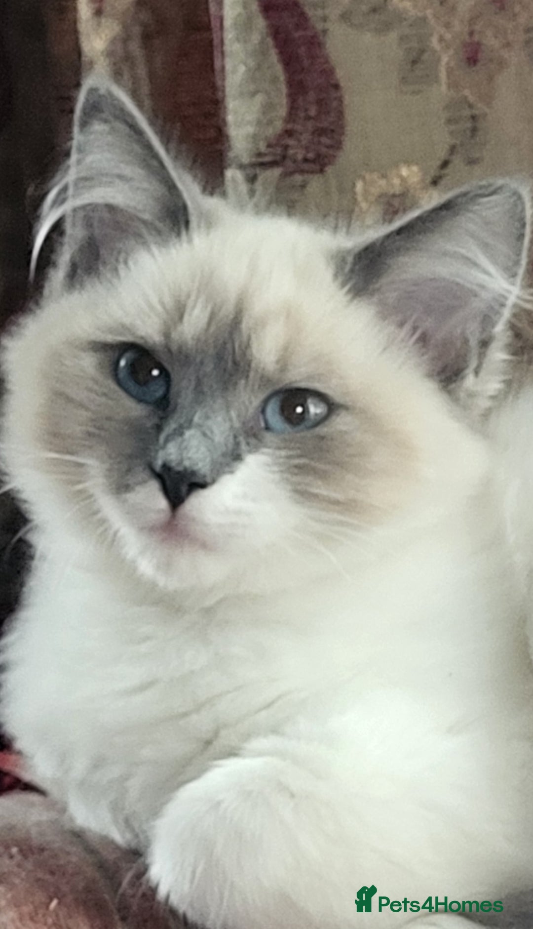 Siberian cats for sale: BEAUTIFUL REGISTERED SIBERIAN KITTENS  - Image 8