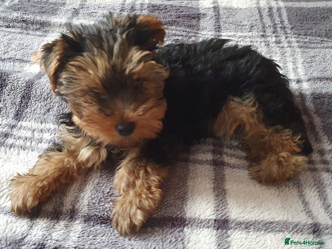Yorkshire Terrier dogs for sale: Yorkshire terrier boys 13 weeks old - Image 14