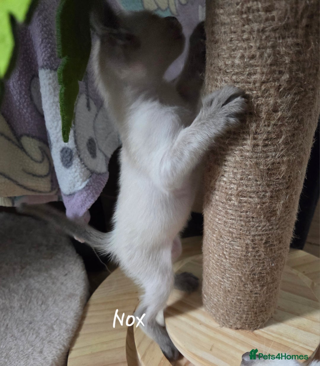 Siamese cats for sale: 8 super soft purebred GCCF reg Siamese - Image 17