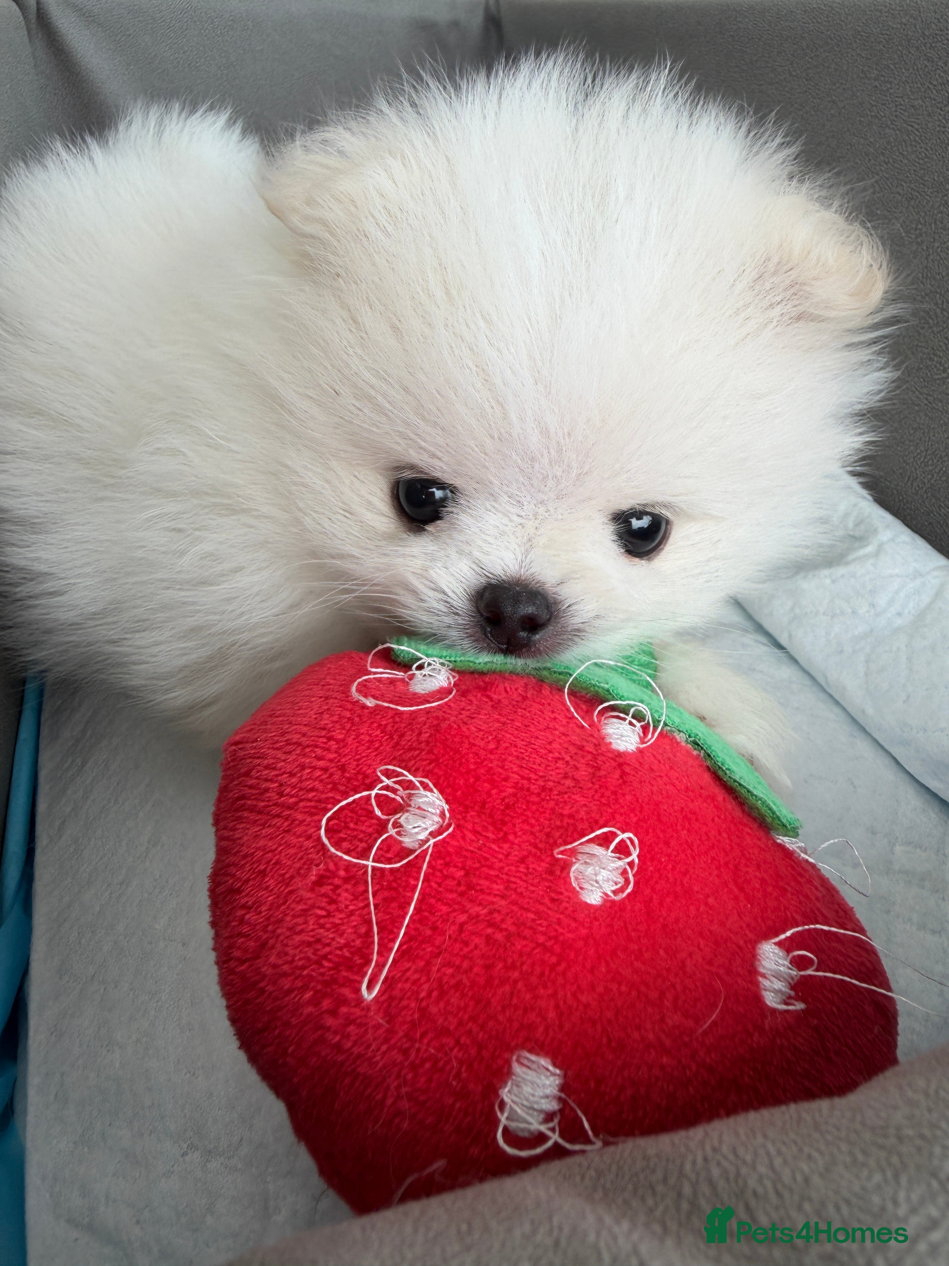 Pomeranian dogs ❤️Stunning KC white boy from KC parents❤️ - Advert 2