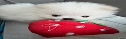 Pomeranian dogs for sale: ❤️Stunning KC white boy from KC parents❤️ - Advert 10