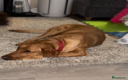 Labrador Retriever dogs for sale: Beautiful Labrador puppies for sale  - Image 13