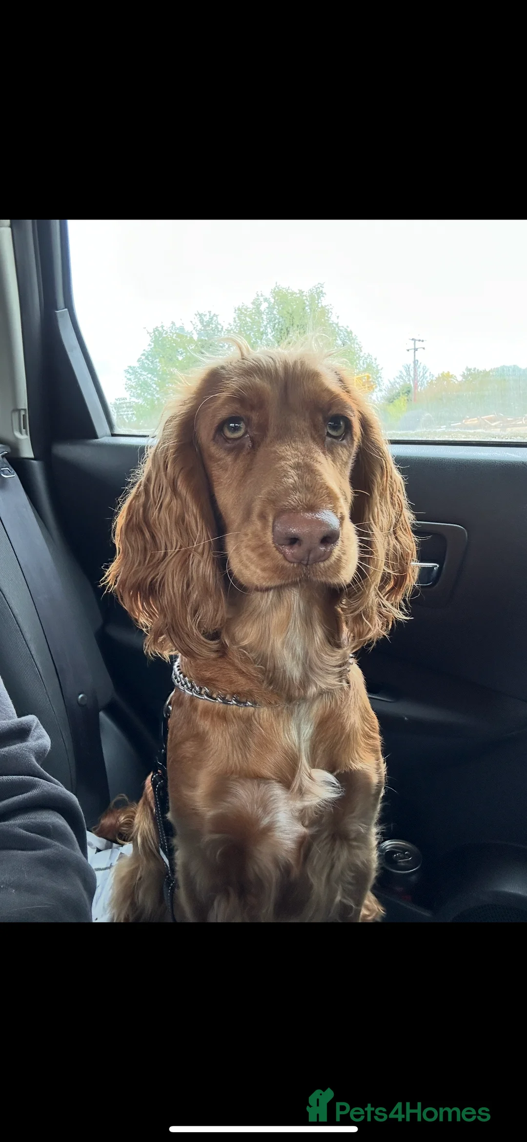 Cocker Spaniel dogs for sale: Female Show cocker spaniel  - Advert 4