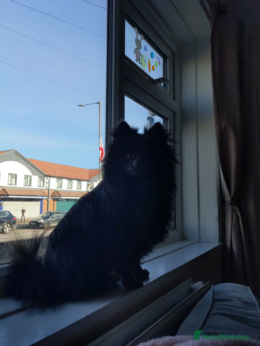 Pomeranian dogs for sale: 15month old female pom - Advert 1