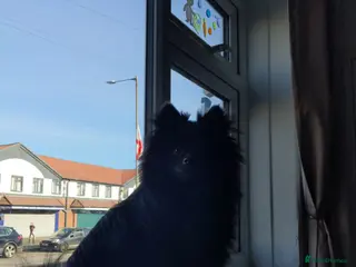 Pomeranian dogs 15month old female pom - Advert 18