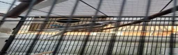 Cockatiels birds for sale: Cokatiels 🩶 | Babies and Adults Available  - Advert 3