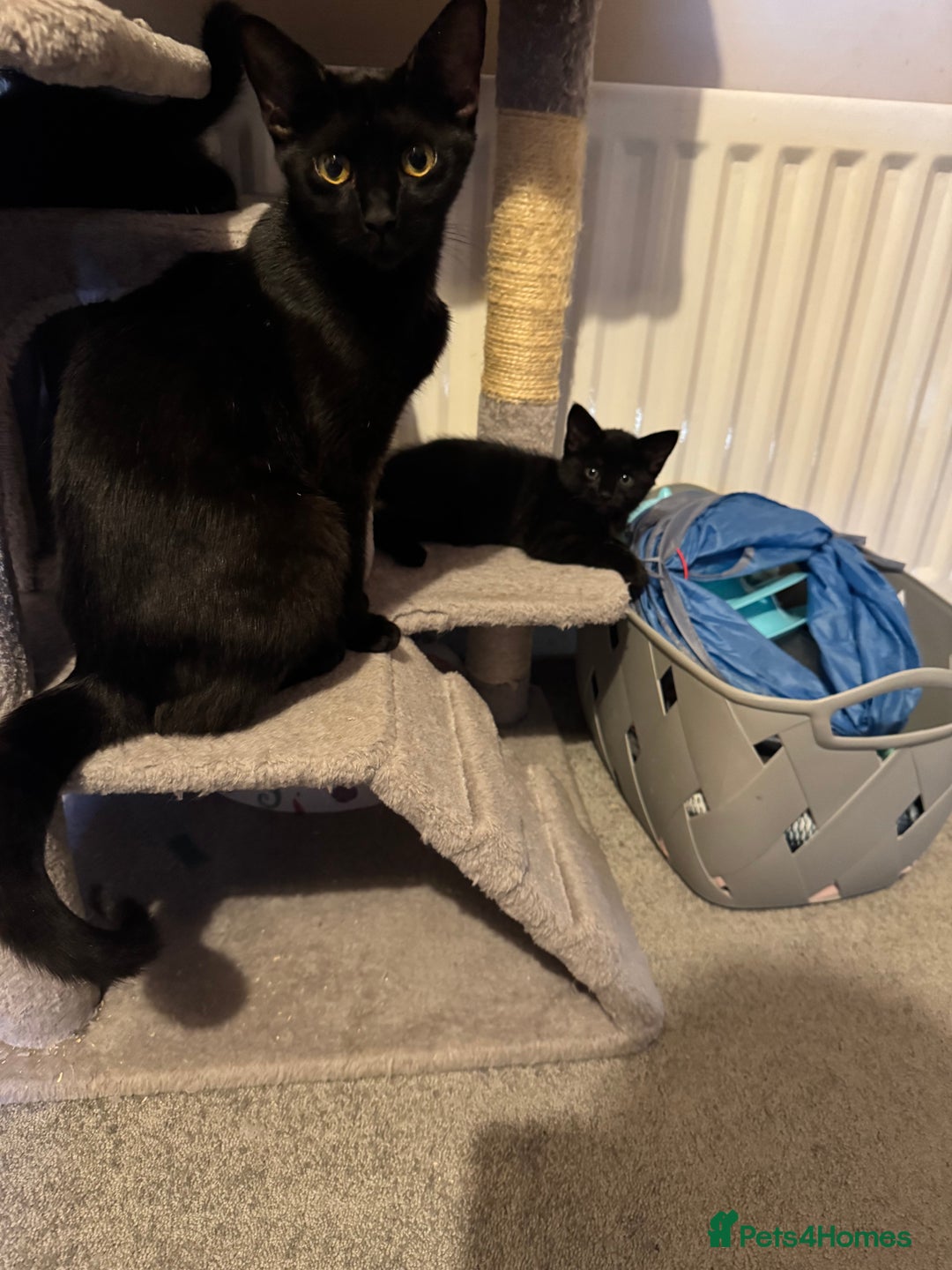 Mixed Breed cats for sale: Beautiful female kitten available  - Image 3