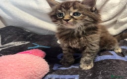 Maine Coon cats for sale: Stunning Half Maine coon kittens  - Image 17