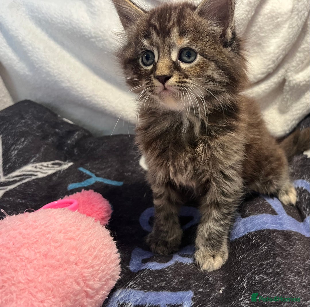 Maine Coon cats for sale: Stunning Half Maine coon kittens  - Image 17