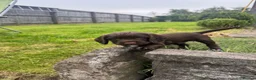 Sprocker dogs for sale: Gorgous sprocker puppies  - Advert 7