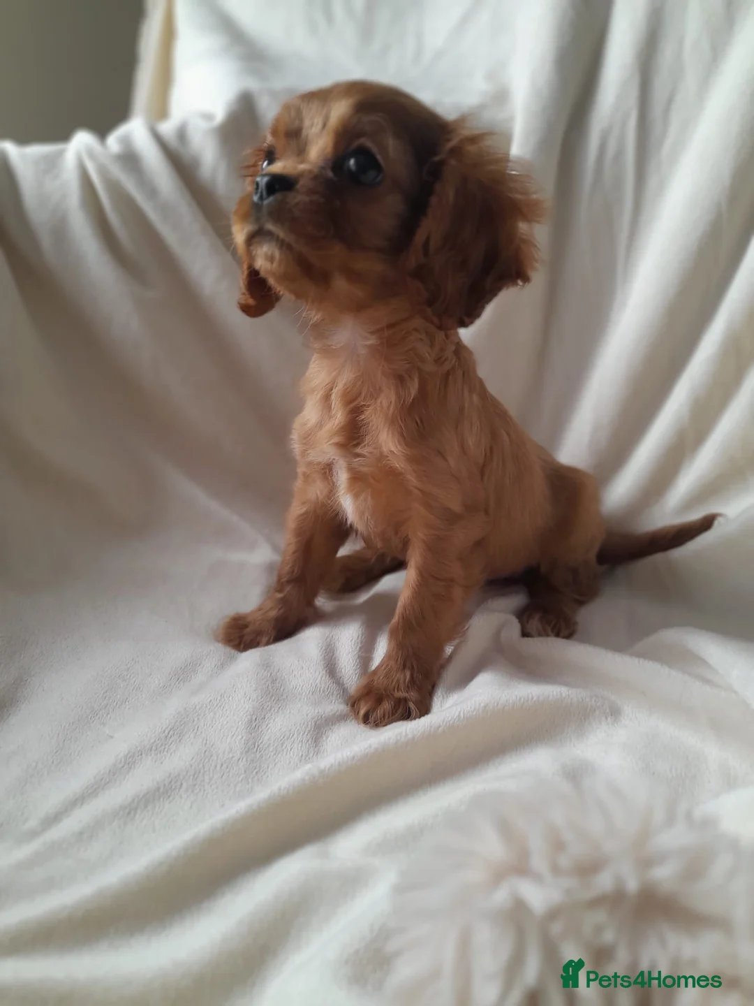 Cavalier King Charles Spaniel dogs for sale: King charles cavalier Pups - Advert 4