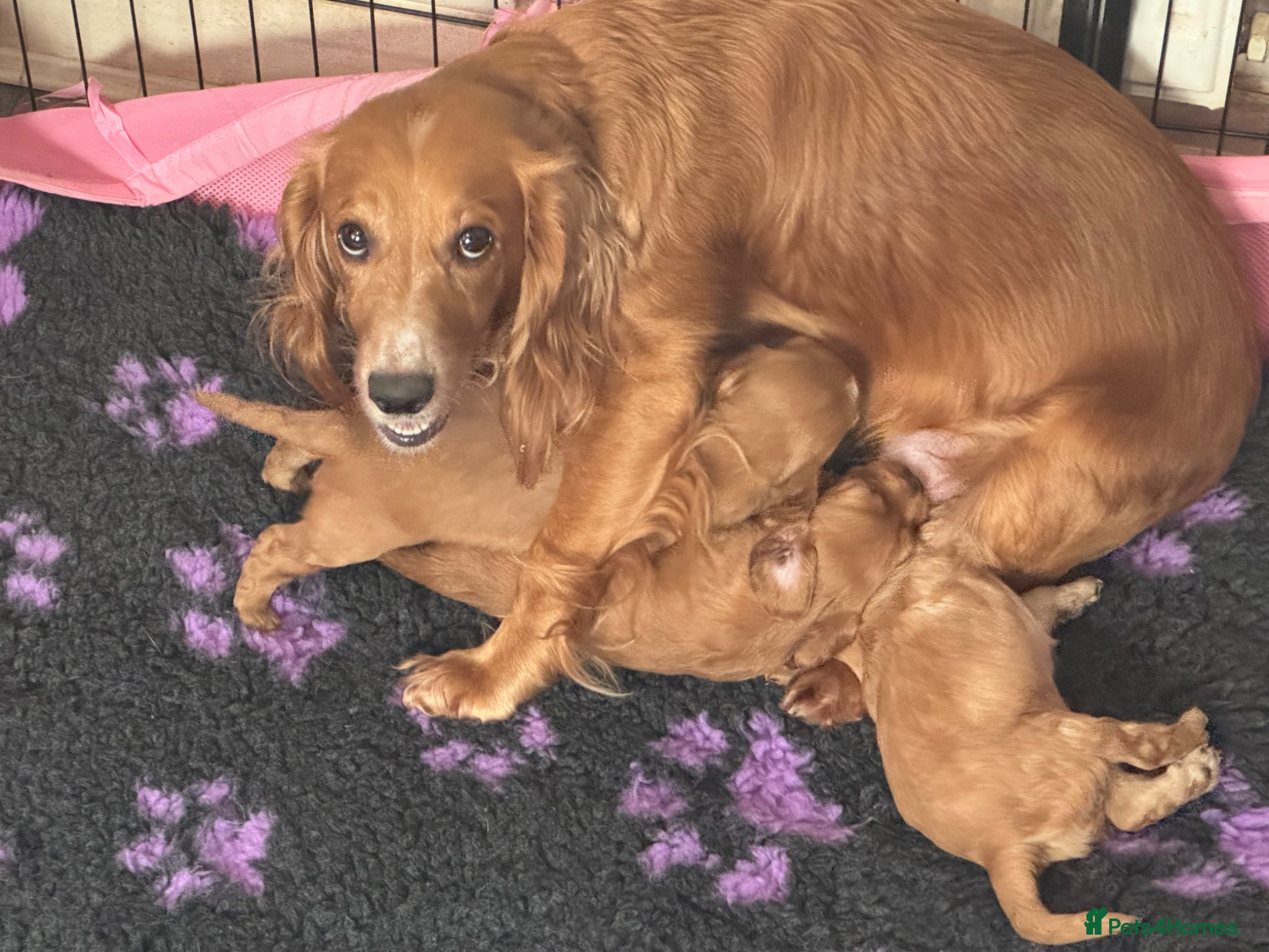 Cocker Spaniel dogs Cocker spaniel puppy for sale  - Advert 2