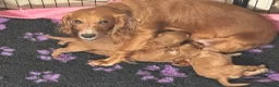 Cocker Spaniel dogs for sale: Cocker spaniel puppy for sale  - Advert 1