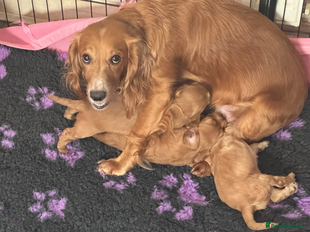 Cocker Spaniel dogs for sale: Cocker spaniel puppy for sale  - Advert 1