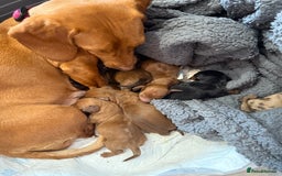 Miniature Dachshund dogs for sale: Miniature dachshund  - Image 2