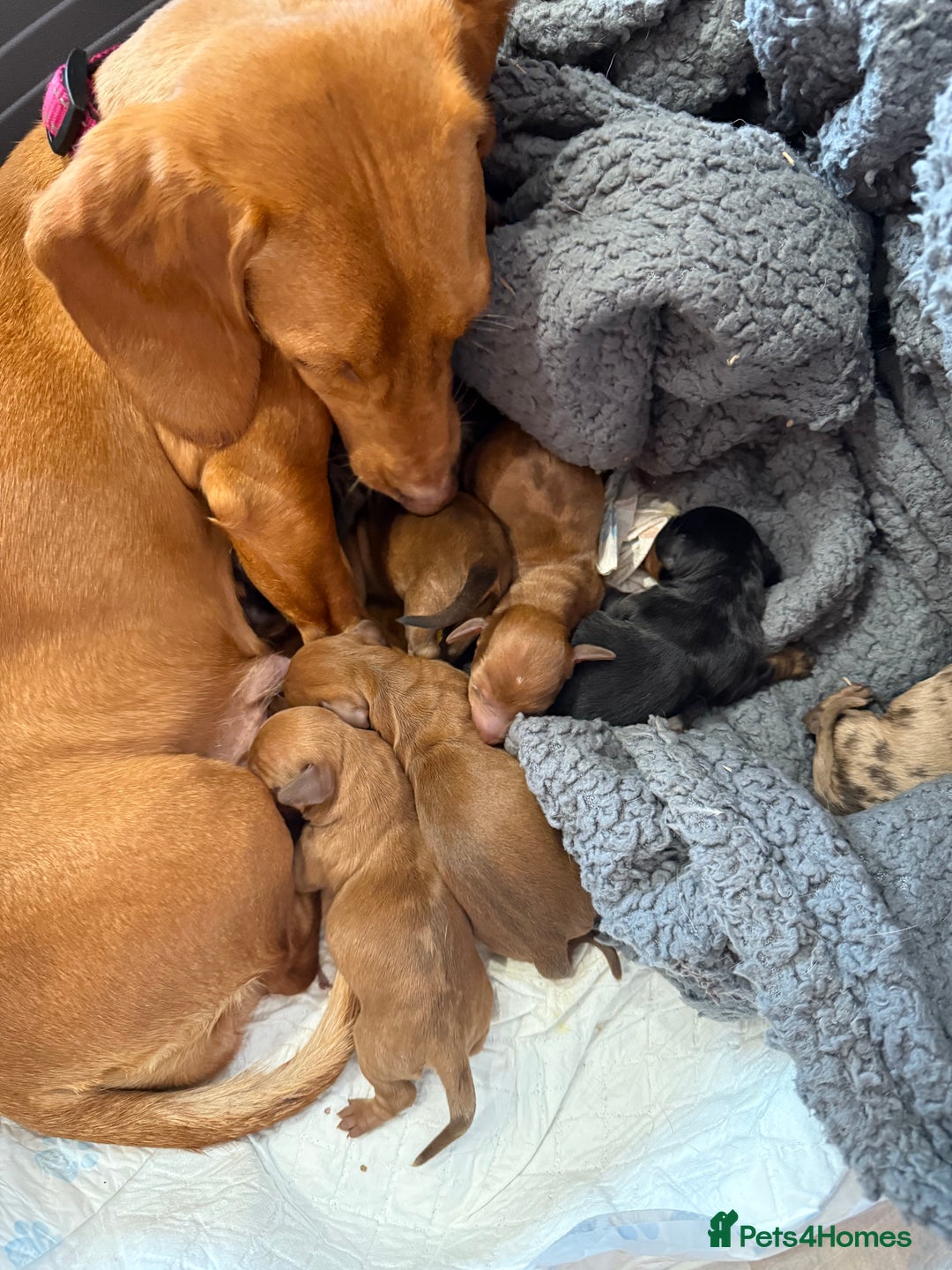 Miniature Dachshund dogs for sale: Miniature dachshund  - Image 2