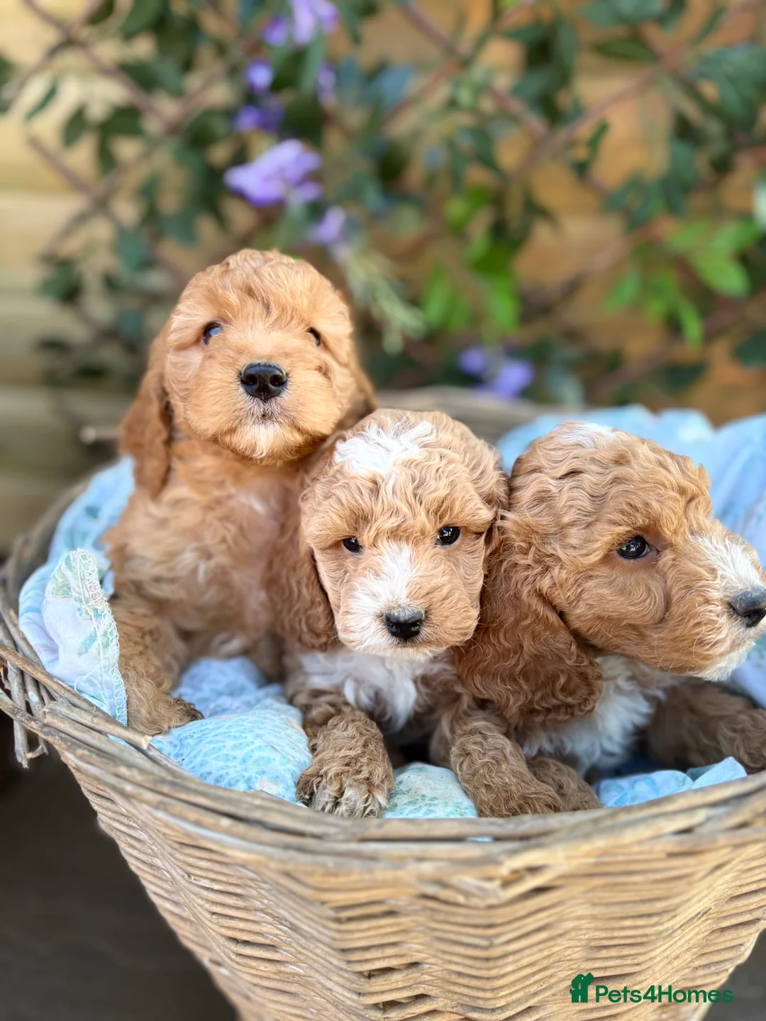 Cockapoo dogs for sale: Beautiful cockapoo puppys - Advert 1