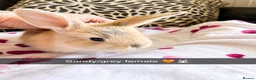 Mini Lop rabbits for sale: 🐰 ADORABLE MINI LOP BABY BUNNIES FOR SALE 🐰 in Whitchurch - Advert 4