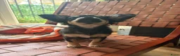 Chihuahua dogs for sale:  🐾 One little precious girl remaining 🐾  - Advert 2