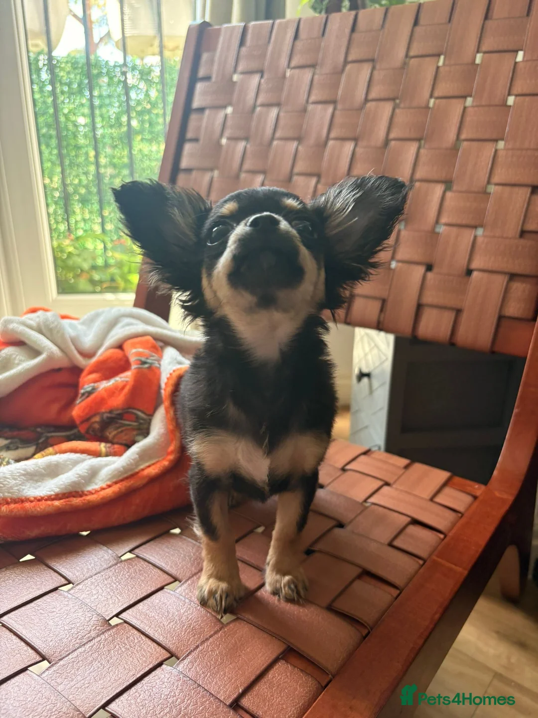 Chihuahua dogs for sale:  🐾 One little precious girl remaining 🐾  - Advert 2