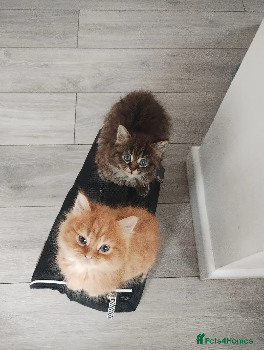 Mixed Breed cats for sale: Cute kittens - Advert 2