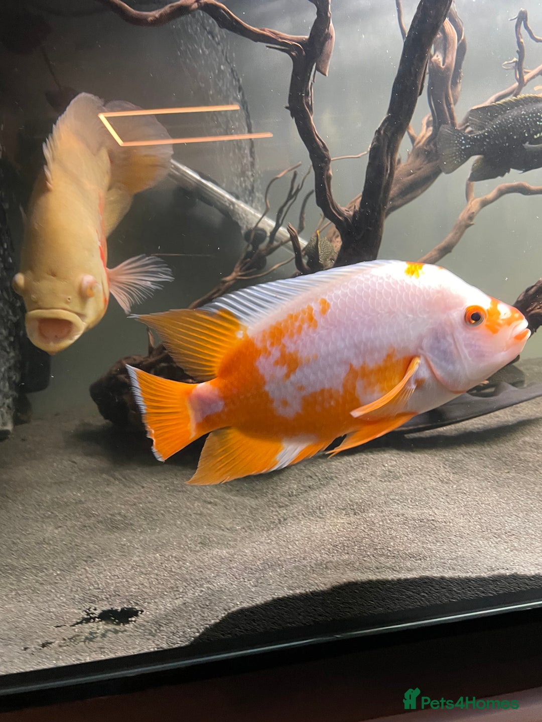 Cichlids fish for sale: Jaguare and red devile large  - Advert 3