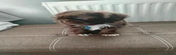 Shih Tzu dogs for sale: Beautiful imperial shih tzu  - Advert 7