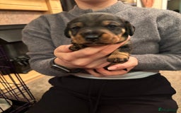 Dachshund dogs for sale: 3 gorgeous Teckel Dachshunds - Image 5
