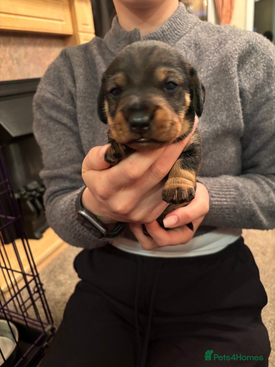 Dachshund dogs for sale: 3 gorgeous Teckel Dachshunds - Image 5