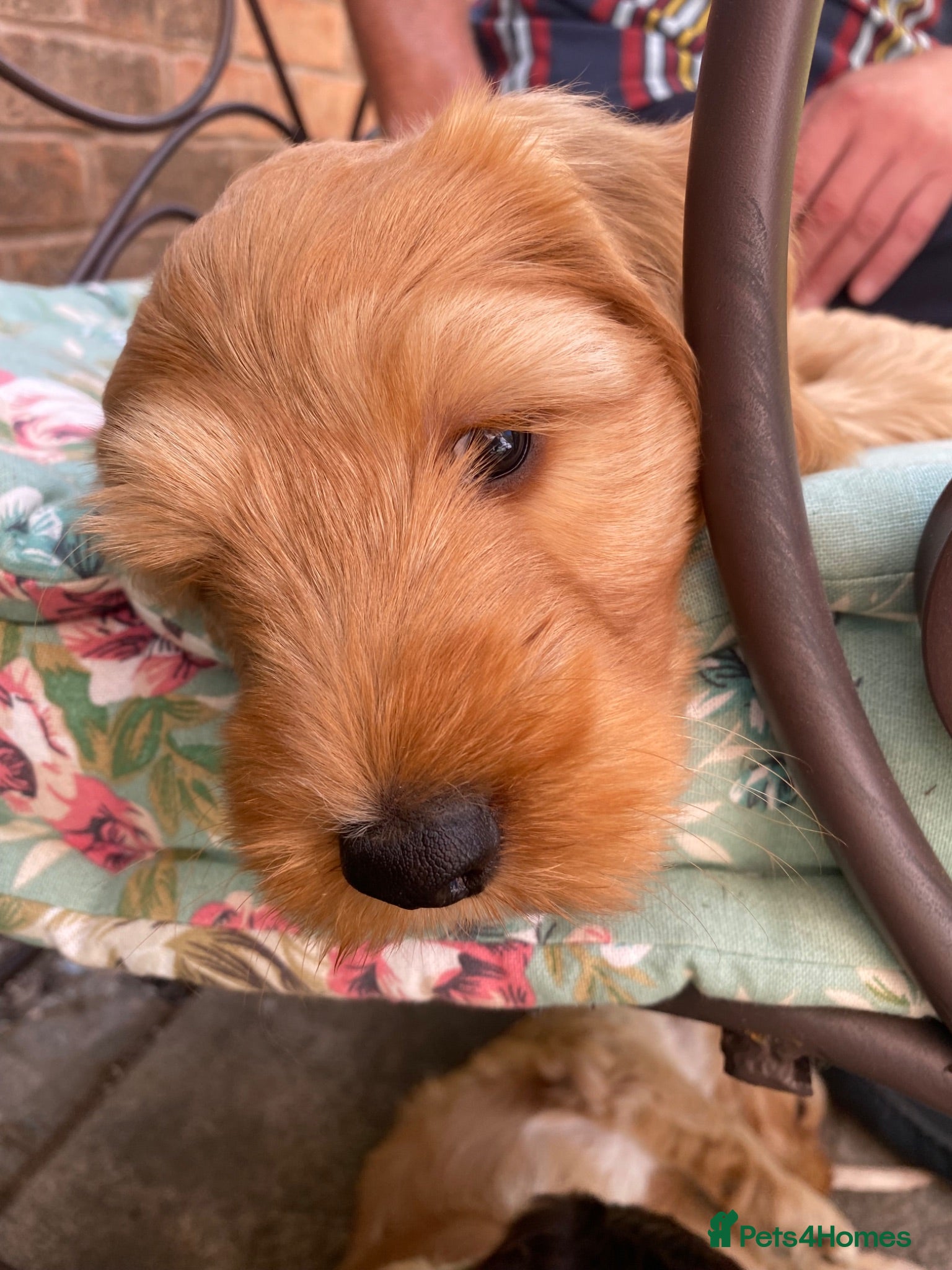 Cockapoo dogs Cockapoo pups for sale born 2/6/26 - Advert 2