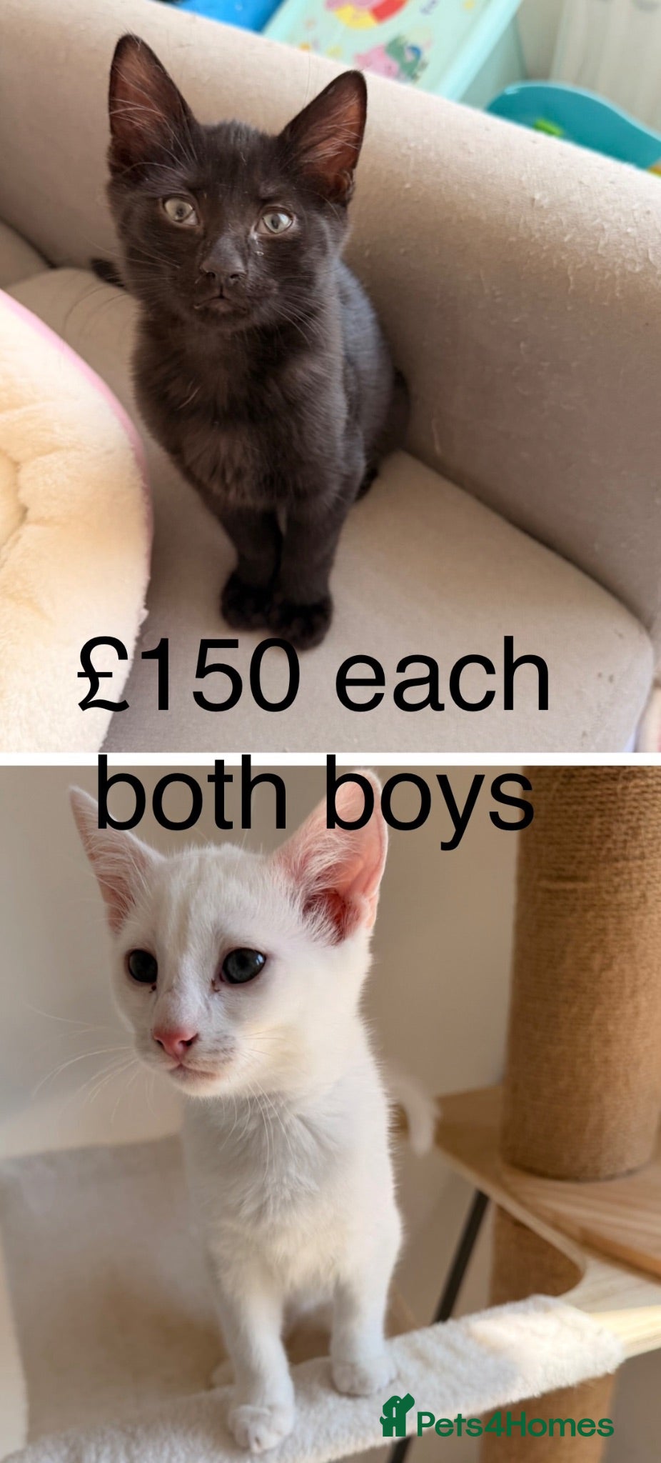 Ragdoll cats 2x boys Ragdol x kittens ready now £150 each - Advert 12