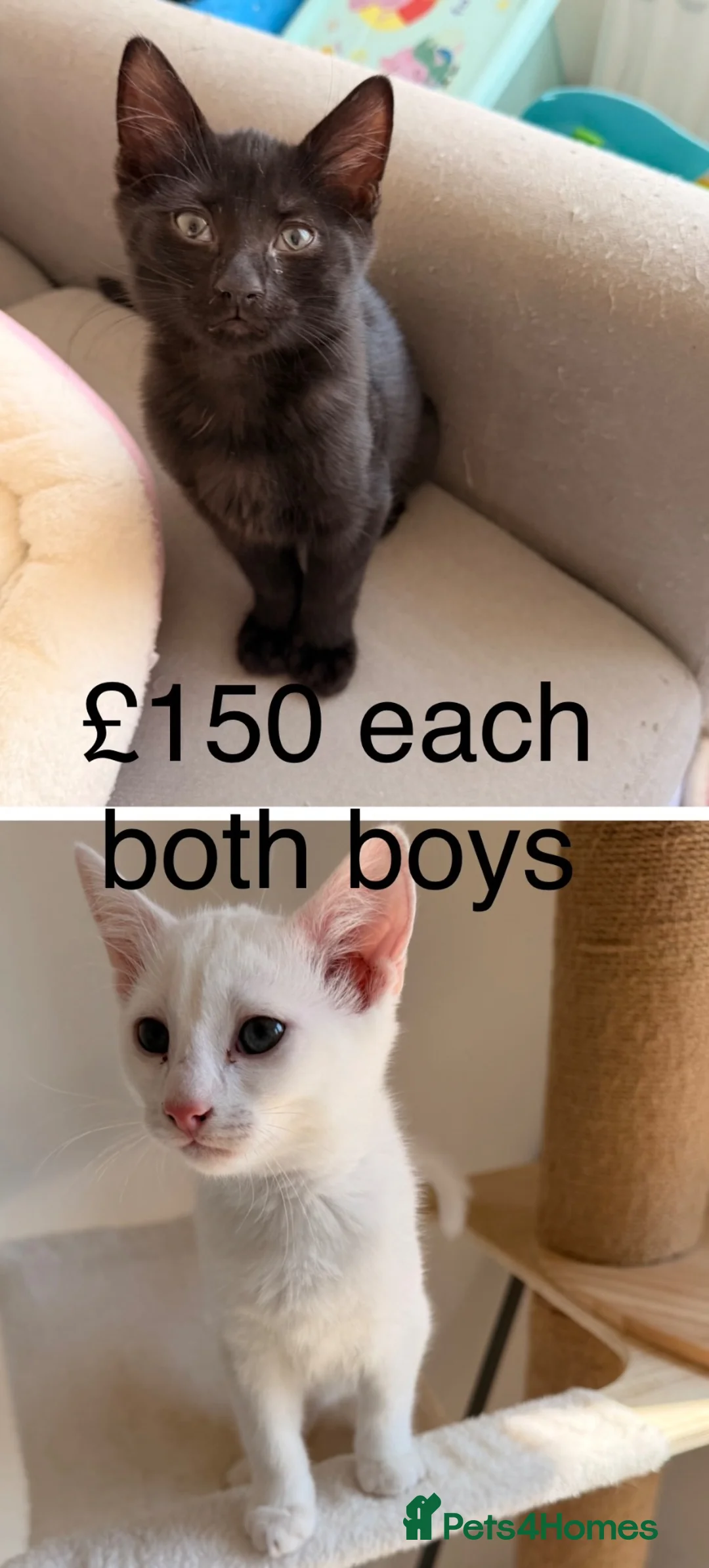 Mixed Breed cats for sale: 2x boys Ragdol x kittens ready now £150 each - Advert 1