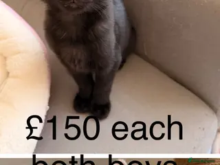 Ragdoll cats 2x boys Ragdol x kittens ready now £150 each - Advert 12