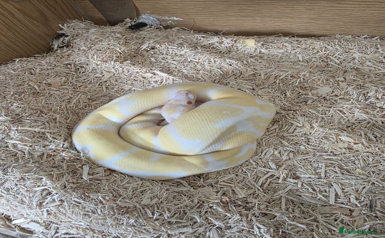 Snake reptiles - Advert 2