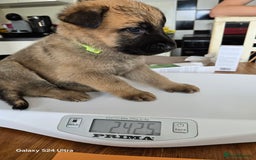 German Shepherd dogs for sale: German Shepard KC Reg Puppies in Scunthorpe - Image 39