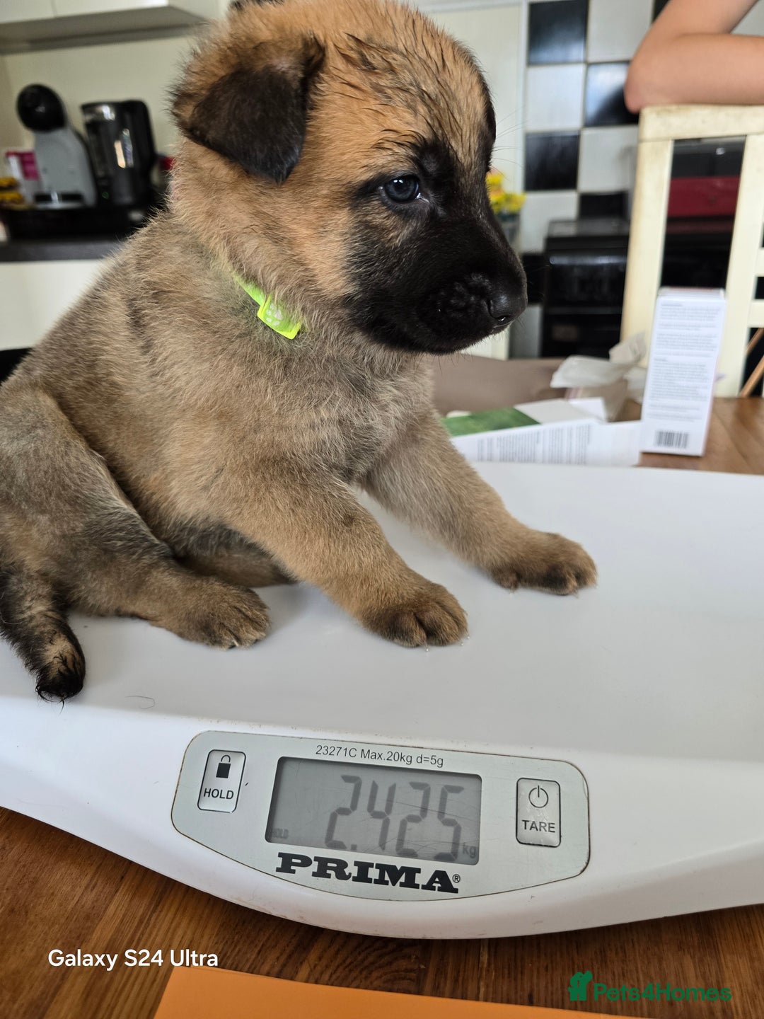 German Shepherd dogs for sale: German Shepard KC Reg Puppies in Scunthorpe - Image 39