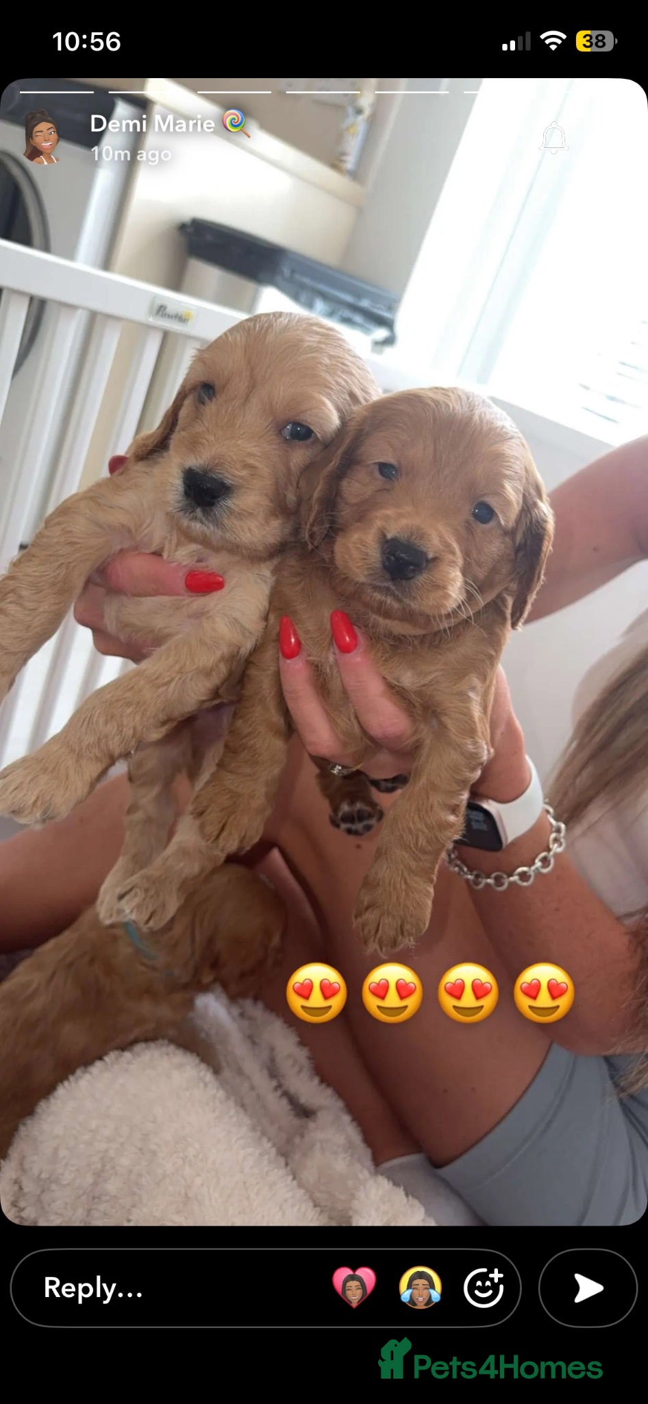 Cockapoo dogs Cockapoo puppies  - Advert 5