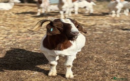 Goats livestock for sale: Pure bred boar billy - Image 5