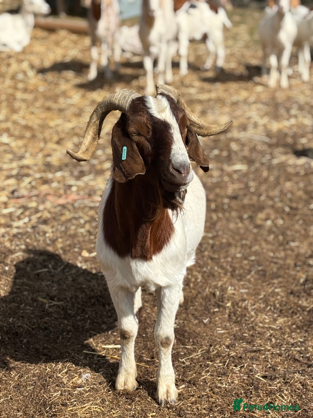 Goats livestock for sale: Pure bred boar billy - Image 5