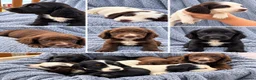 Sprocker dogs for sale: 6 beautiful sprocker puppies - Advert 8
