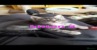 Mixed Breed cats - Advert 7