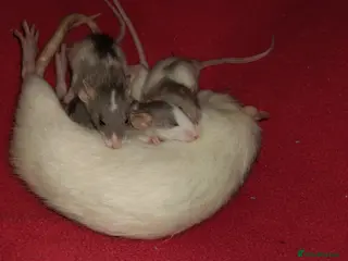 Rat rodents Beautiful baby rats for sale - Advert 13